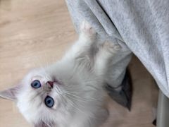 -有喵·猫咖·狗咖·30几只猫10只小狗(岗厦店)