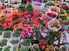 -双季花艺园艺市场(浦东店)