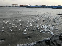 -烟墩角天鹅湖
