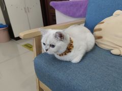 -鼓捣猫呢主题猫咖店