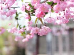 -桃花岛景观公园