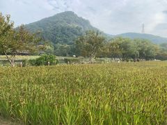 -八卦田遗址公园