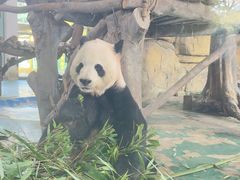 -成都动物园