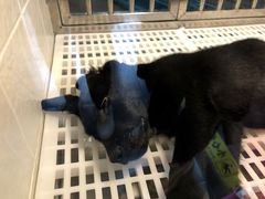 -1013 PET SHOP 宠物商店(近铁城市广场店)