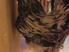 -俭寨大盘鸡·缸子肉·小公鸡·新疆菜(云通店)