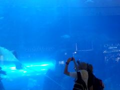 -迪拜水族馆及水下动物园