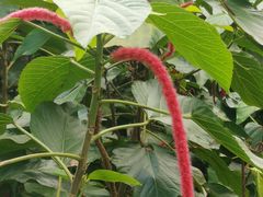 -中国科学院西双版纳热带植物园