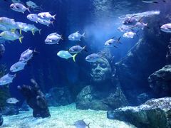 -暹罗海洋世界