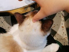 -喵喵咪呀布偶猫咖(春熙路店)