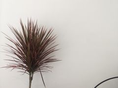 -花沐 FLOWER BATH(凤凰城店)