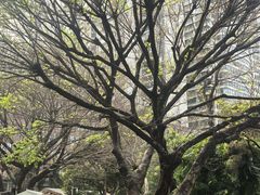 -东风公园