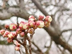 -梅花山(明孝陵内)