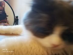 -李小姐の猫咖啡馆(五角场店)