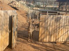 -北京鹿世界主题园