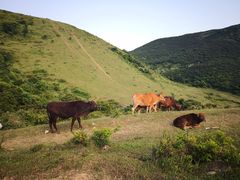 -大姆山草场