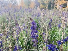 -静之湖湖畔餐厅