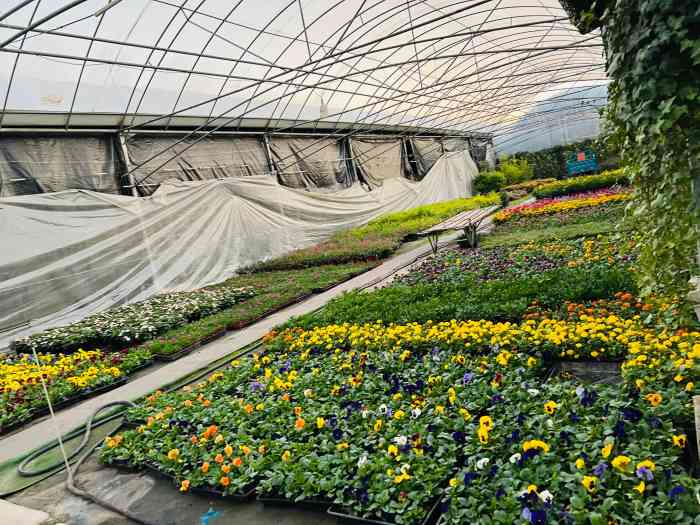 上海华新花卉苗木基地-"有点偏远,开车过去四十多分钟.这天调休.