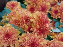 -森居forest休闲咖啡聚集地