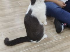 -李小姐の猫咖啡馆(五角场店)