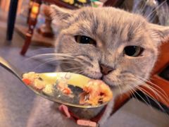 -猫色咖啡·猫咖