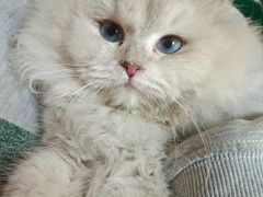 -Sweet cat·星愿猫咖(国贸大厦店)