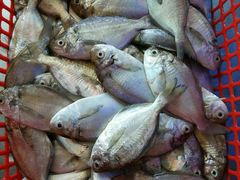 -龙溪海鲜酒家(溪涌店)