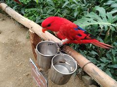 -南宫五洲植物乐园