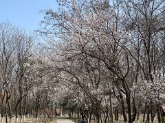 -大兴滨河森林公园