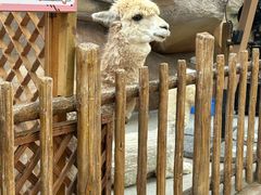 -杭州开元森泊度假乐园