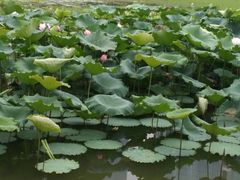 -艾溪湖湿地公园