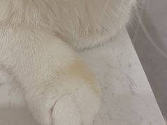 -飞行喵MR PILOT|猫舍·猫咖(静安大融城店)