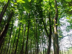 -桤木河湿地公园