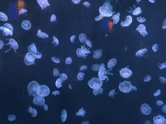 -太平洋海底世界