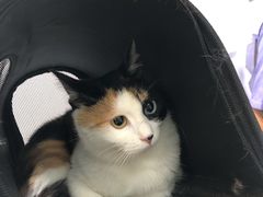 -半岛宠物医院24小时(科华中路店)