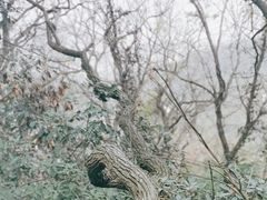 -上海佘山国家森林公园西佘山园