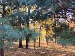 -国家植物园南园