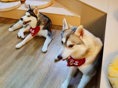 養樂多-Husky Go! 哈士奇体验馆·宠物咖啡厅狗咖