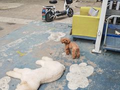 -翊宠yipet猫狗购宠庄园犬舍•猫舍