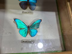 -上海大自然野生昆虫馆(东方明珠·爬宠昆虫探索中心)