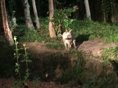 -清迈夜间动物园