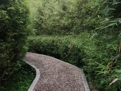 -大屏嶂森林公园