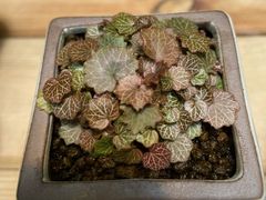 -双季花艺园艺市场(浦东店)