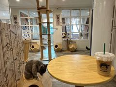 -楼上猫咖(罗湖店)