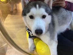 -Husky Go! 哈士奇体验馆·宠物咖啡厅狗咖