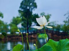 -无锡蠡湖国家湿地公园-蠡园