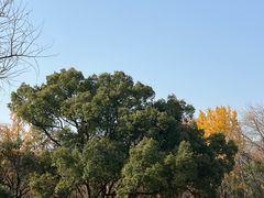 -灵谷景区