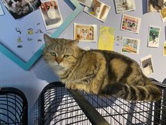 -喵屿·大理花园猫咖