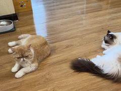 -滚猫咖啡·猫咖·猫友好撸猫(未来城店)