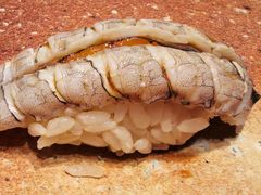 -荣一代目OMAKASE板前料理