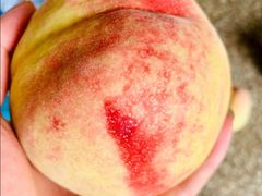 阳山白凤水蜜桃-呼吸森林·生态农庄农家乐私房菜